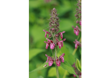 Wald-Ziest (Stachys sylvatica) - © Emanuel Trummer